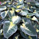 Tropical Storm Elephant Ear Colocasia Esculenta Live Plant Garden Tropical Storm Elephant Ear Colocasia Esculenta Live Plant Garden