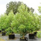 Silver Mist Sweetbay Magnolia Magnolia Virginiana Live Plant Garden
