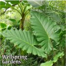 Boa Elephant Ear Alocasia Live Plant Garden