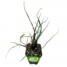 Fly Squid Elephant Ear Alocasia Plumbae Live Plant Garden