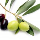 Leccino Olive Tree Olea Europaea Live Plant Garden