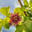 Granadilla Passion Fruit Vine Passiflora Quadrangularis Live Plant Garden