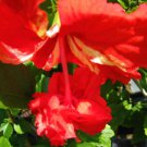 Red Lions Tail Pom Pom Poodle Tropical Hibiscus Plant Well Rooted Garden