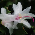 Christmas Cactus Starter Plant Arctic Iceschlumbergera Garden