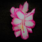 Christmas Cactus Starter Plant Sugar Plum Fairyschlumbergera Truncata Garden