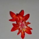 Christmas Cactus Starter Plant Dragon Flyschlumbergera Truncata Garden