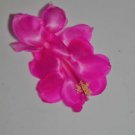 Christmas Cactus Starter Plant Satin Beautyschlumbergera Truncata Garden Christmas Cactus Starter Plant Satin Beautyschlumbergera Truncata Garden