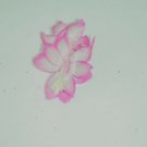 Christmas Cactus Starter Plant Pink Pearlschlumbergera Truncata Garden Christmas Cactus Starter Plant Pink Pearlschlumbergera Truncata Garden