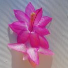 Christmas Cactus Starter Plant Flor D Ecoleschlumbergera Truncata Garden