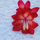 Christmas Cactus Starter Plant Star Dustschlumbergera Truncata Garden Christmas Cactus Starter Plant Star Dustschlumbergera Truncata Garden