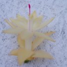 Christmas Cactus Starter Plant Cometschlumbergera Truncata Garden Christmas Cactus Starter Plant Cometschlumbergera Truncata Garden