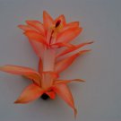 Christmas Cactus Starter Plant Braidenschlumbergera Truncata Garden Christmas Cactus Starter Plant Braidenschlumbergera Truncata Garden