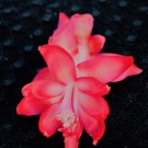 Christmas Cactus Starter Plant Bella Rosaschlumbergera Truncata Garden Christmas Cactus Starter Plant Bella Rosaschlumbergera Truncata Garden