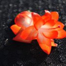 Christmas Cactus Starter Plant Amazon Brazilschlumbergera Truncata Garden