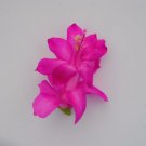 Christmas Cactus Starter Plant Dutch Aprilschlumbergera Truncata Garden