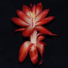 Christmas Cactus Starter Plant Big Fireschlumbergera Truncata Garden