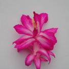Christmas Cactus Starter Plant Rossmore Harryschlumbergera Truncata Garden Christmas Cactus Starter Plant Rossmore Harryschlumbergera Truncata Garden