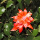 Christmas Cactus Starter Plant Indian Summerschlumbergera Truncata Garden