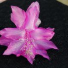 Christmas Cactus Starter Plant Miss Shimanoschlumbergera Truncata Garden