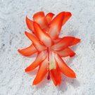 Christmas Cactus Starter Plant Desert Sunschlumbergera Truncata Garden