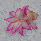 Christmas Cactus Starter Plant Fairy Taleschlumbergera Truncata Garden