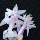 Christmas Cactus Starter Plant Angel Kissesschlumbergera Truncata Garden