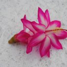 Christmas Cactus Starter Plant Pink Chocolateschlumbergera Truncata Garden Christmas Cactus Starter Plant Pink Chocolateschlumbergera Truncata Garden