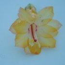 Christmas Cactus Starter Plant Dutch Sunschlumbergera Truncata Garden
