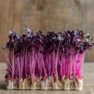 Microgreens 2 Oz 5600 Purple Radish Seeds Vegetables Indoor Outdoor Gardening