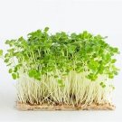 Microgreens 1 Oz 12000 Arugula Rocket Seeds Vegetables Indoor Outdoor Gardening
