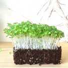 Microgreens 1 Oz 10000 Mizuna Mustard Seeds Vegetables Indoor Outdoor Gardening