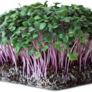 Microgreens 1 Oz 10000 Purple Kohlrabi Seeds Vegetables Indoor Outdoor Gardening