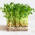 Microgreens 4 Oz 550 Sweet Dwarf Sugar Pea Seeds Vegetables Indoor Outdoor Gardening Microgreens 4 Oz 550 Sweet Dwarf Sugar Pea Seeds Vegetables Indoor Outdoor Gardening