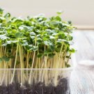 Microgreens 1 Oz 10000 Broccoli Seeds Vegetables Indoor Outdoor Gardening