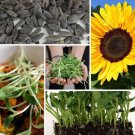 Microgreens 4 Oz 2800 Black Oil Sunflower Seeds Vegetables Indoor Outdoor Gardening