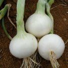 200 White Spanish Sweet Onion Seeds Vegetables Indoor Outdoor Gardening