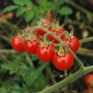 30 Sweetie Tomato Seeds Vegetables Indoor Outdoor Gardening