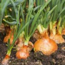 200 Yellow Spanish Sweet Onion Seeds Vegetables Indoor Outdoor Gardening