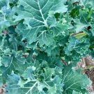 500 Dwarf Siberian Kale Seeds Vegetables Indoor Outdoor Gardening