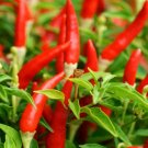 20 Bird'S Eye Chili Pepper Seeds Vegetables Indoor Outdoor Gardening