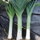 200 American Flag Leek Seeds Vegetables Indoor Outdoor Gardening