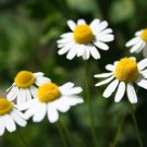 200 German Chamomile Herb Seeds Vegetables Indoor Outdoor Gardening