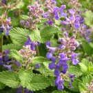 150 Lemon Balm Herb Seeds Vegetables Indoor Outdoor Gardening