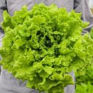 1000 Black Seeded Simpson Lettuce Seeds Vegetables Indoor Outdoor Gardening