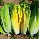 1000 Parris Island Cos Lettuce Seeds Vegetables Indoor Outdoor Gardening