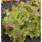 1000 Prizehead Lettuce Seeds Vegetables Indoor Outdoor Gardening