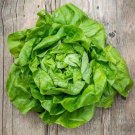 1000 White Boston Lettuce Seeds Vegetables Indoor Outdoor Gardening