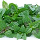 200 Spicey Globe Basil Seeds Vegetables Indoor Outdoor Gardening
