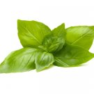200 Lemon Basil Seeds Vegetables Indoor Outdoor Gardening