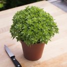 200 Dwarf Greek Basil Seeds Vegetables Indoor Outdoor Gardening